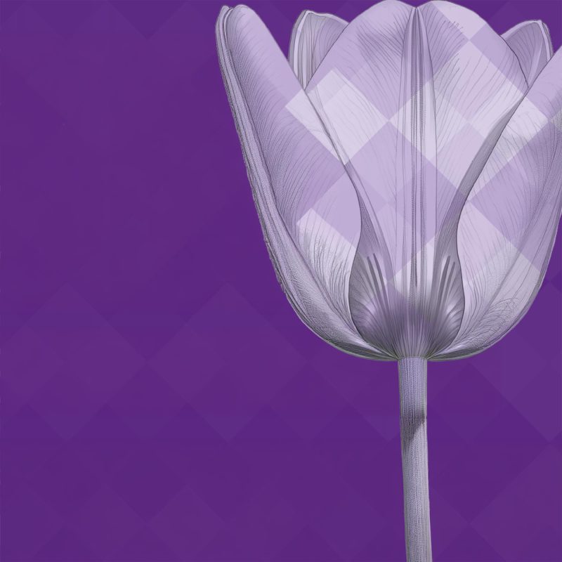 Dresdner Frühling 2026